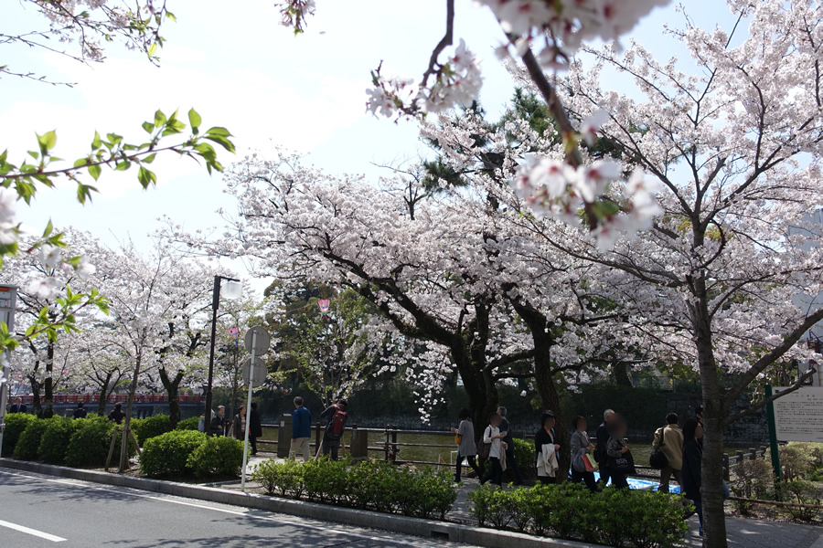 2015年の小田原城の桜